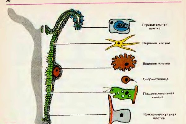 Что такое кракен сайт