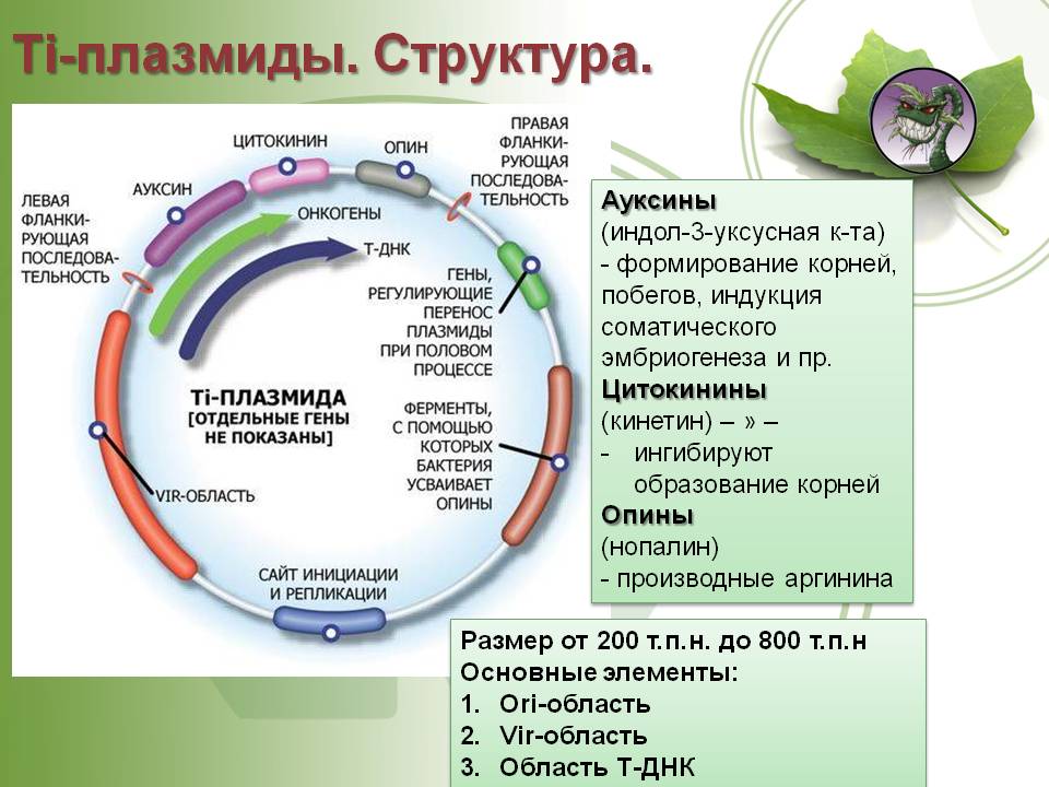 Рабочее зеркало на кракен