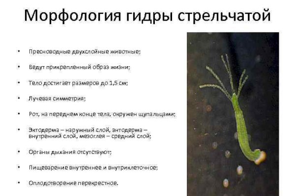 Заказать даркнет