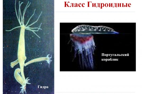 Кракен сс